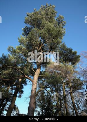 Scot Pine nel mese di gennaio sole contro un freddo, cielo blu Foto Stock