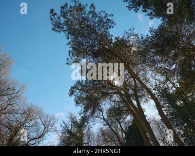 Scot Pine nel mese di gennaio sole contro un freddo, cielo blu Foto Stock