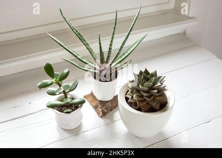 Set di piccole piante domestiche in interni luminosi. Mini piante succulente su tavolo bianco in legno, arredamento moderno e alla moda. Foto Stock