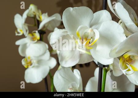 Grandi fiori bianchi di una bella orchidea in vaso Foto Stock