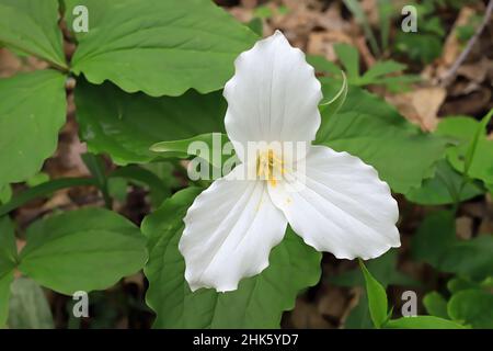 Bellissimo trillium bianco, tre petali trovato in crescita nei boschi primaverili. Foto Stock