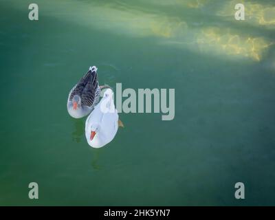 Due anatre maschio e femmina, durante l'accoppiamento non saranno separate per settimane. Foto Stock