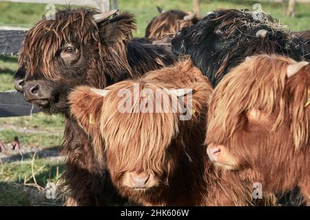 Gruppo di giovani bovini delle Highland (Bos taurus), i vitelli di vacca si avvicinano insieme all'azienda Foto Stock