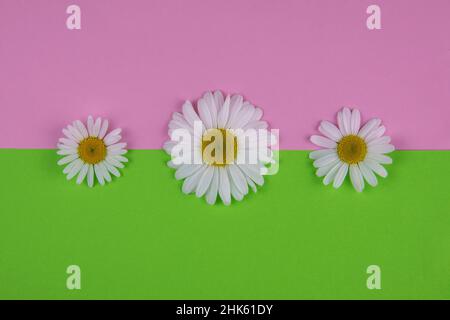Tre fiori di camomilla giacciono su uno sfondo colorato verde-rosa sul bordo del colore, che si trova proprio al centro orizzontalmente. Grande da Foto Stock