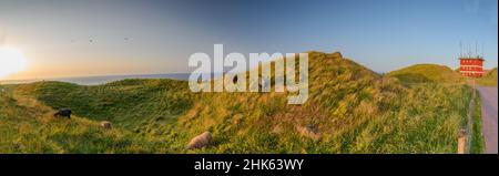 Vista panoramica di pecore e agnelli su Upper Land (Oberland) al sole sul Mare del Nord, Helgoland, Schleswig-Holstein, Germania. Gregge di pecore che pascola Foto Stock