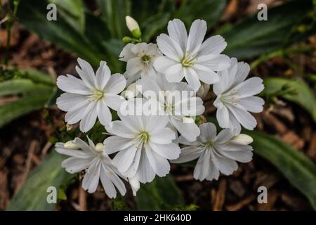 Fiori bianchi di lewisia in un giardino primaverile. Foto Stock