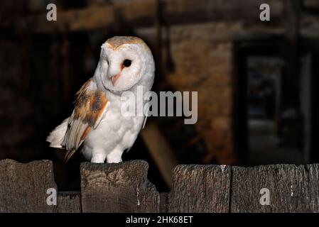 Gufo di fienile (Tito alba / Strix alba) arroccato su una vecchia porta di legno del capannone di fattoria al crepuscolo, pronto per andare a caccia Foto Stock