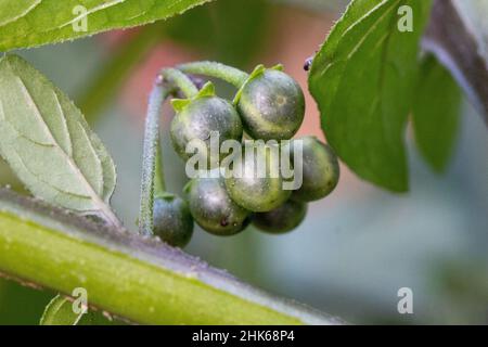 Mazzetto di bacche di colore nero unmipe verde o Nightshade comune (Solanum nigrum) Foto Stock