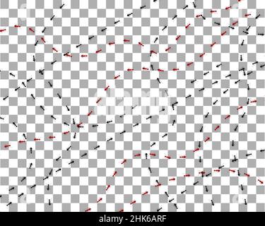 Le formiche percorrano direzioni diverse su sfondo trasparente. Una linea di marciatura della colonna di formica rossa e nera. Progettare elementi naturali piatti. Vettore illustrati Illustrazione Vettoriale