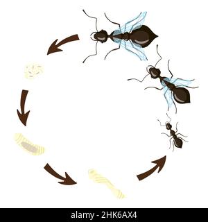 Ciclo di vita delle formiche isolato su sfondo bianco. Stadio di sviluppo formiche larva, pupa, uovo, regina, maschio e lavoratore. Illustrazione vettoriale. Illustrazione Vettoriale