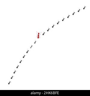 Formica rossa che va in modo diverso dalle formiche nere isolate su sfondo bianco. Concetto altro pensiero, unico, non come tutti gli altri. Supporti con simboli di design Illustrazione Vettoriale