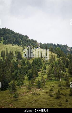 Foresta di piccoli alberi su una montagna Foto Stock