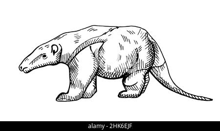 Illustrazione anteer su sfondo bianco isolato. Vettore illustrazione animale dal sud America tamandua nord. Semplice design personaggi fauna selvatica Illustrazione Vettoriale