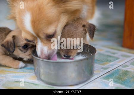 I cuccioli e il cane madre stanno nutrendo il loro latte al mattino. Foto Stock