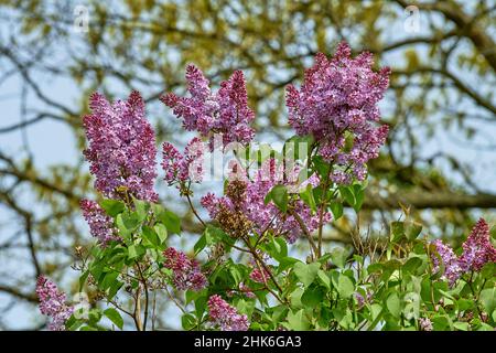 Primo piano colorato di una macchia lilac viola piena con un cielo blu. Cresciuto per i suoi fiori profumati in primavera. Foto Stock