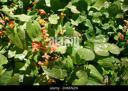 L'Epimedium alpinum, il mosto di rospo alpino, è una specie di pianta del genere Epimedium, originaria delle montagne d'Italia, Foto Stock