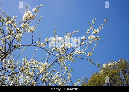 magnolia bianca in fiore contro un cielo blu in tempo di sole in un giardino botanico Foto Stock