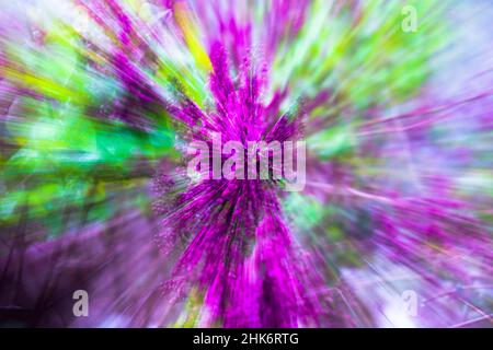 Fiori lilla, raffigurati con tecnica zoom Foto Stock