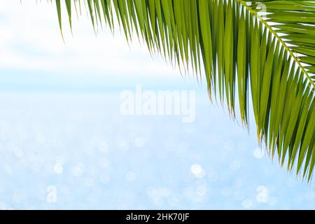 Albero di palma ramo lussureggiante con foglie verdi cresce contro sfocato scintillante acqua di mare in sole giorno d'estate su isola tropicale da vicino vista Foto Stock