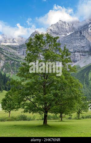 Grosser Ahornboden, acero d'estate di fronte ai monti del Karwendel, l'area alpina di Eng, gli Hinterriss, il Tirolo, l'Austria Foto Stock