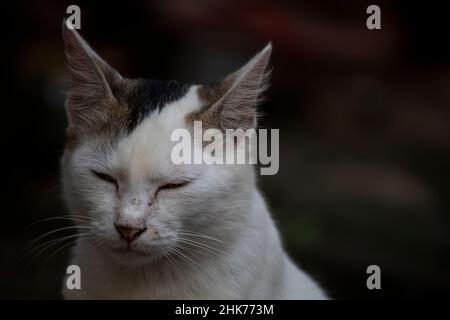 Faccia in primo piano di un gatto femmina ( gattino) Foto Stock