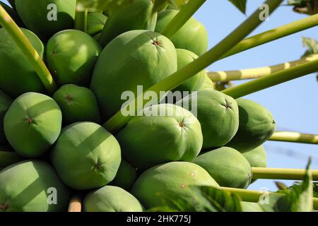 Papaya verde su albero, frutta non matura, frutta tropicale, Andalusia, Spagna Foto Stock