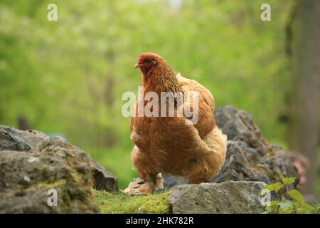 Brahma pollo (Gallus gallus F. domesticus), Hofgeismar, Assia, Germania, Captive Foto Stock