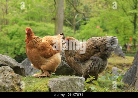 Brahma pollo (Gallus gallus F. domesticus), Hofgeismar, Assia, Germania, Captive Foto Stock