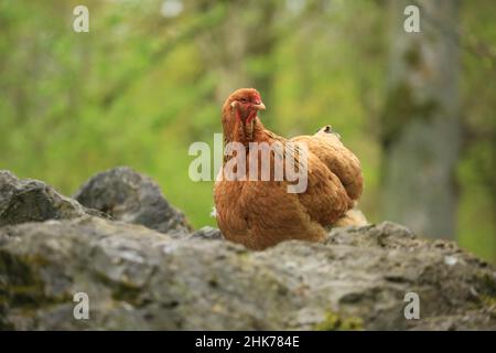 Brahma pollo (Gallus gallus F. domesticus), Hofgeismar, Assia, Germania, Captive Foto Stock