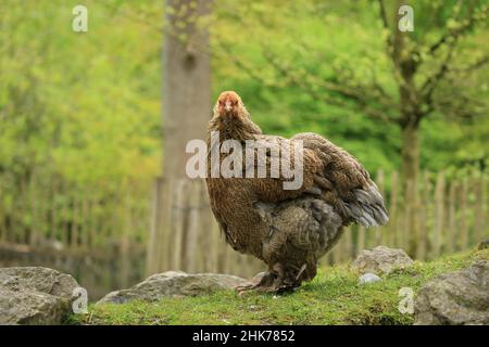 Brahma pollo (Gallus gallus F. domesticus), Hofgeismar, Assia, Germania, Captive Foto Stock