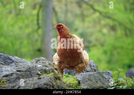 Brahma pollo (Gallus gallus F. domesticus), Hofgeismar, Assia, Germania, Captive Foto Stock