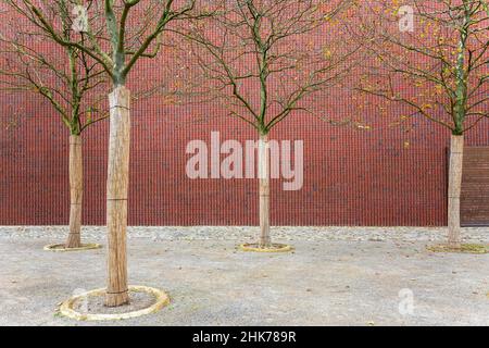 Facciata in mattoni con alberi Museo Kueppersmuehle, abbreviato MKM, Porto interno, Duisburg, Renania settentrionale-Vestfalia, Germania Foto Stock