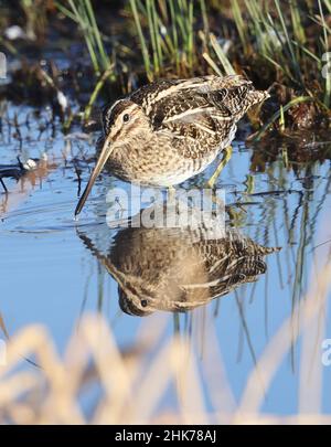 Comune Snipe Wading in acque poco profonde Foto Stock