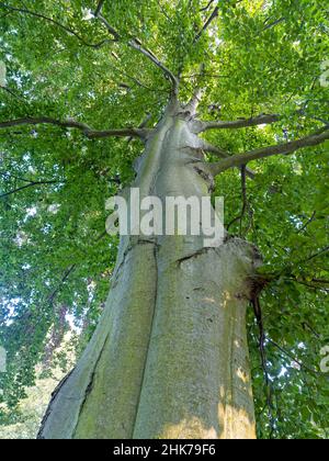 Faggio comune (Fagus sylvatica), Frog Perspective, Park an der ILM, Weimar, Turingia, Germania Foto Stock