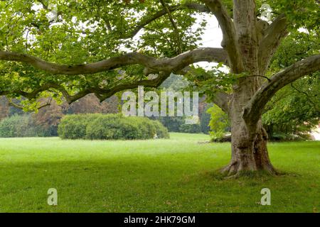 Vecchio grande platano (Platanus) nel giardino del palazzo, Palazzo Belvedere, Weimar, Turingia, Germania Foto Stock