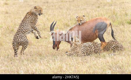 Quattro ghepardi maschi (Acinonyx jubatus) uccidono un sassaby adulto (Damaliscus lunatus), Masai Mara Game Reserve, Kenya Foto Stock