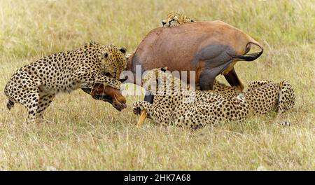 Quattro ghepardi maschi (Acinonyx jubatus) uccidono un sassaby adulto (Damaliscus lunatus), Masai Mara Game Reserve, Kenya Foto Stock