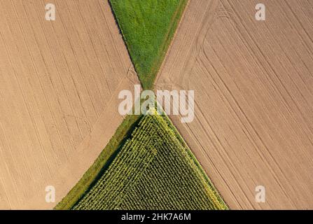 Immagine dei droni, campo di mais e campi raccolti dall'alto, paesaggio agricolo, Innviertel, Austria superiore, Austria Foto Stock