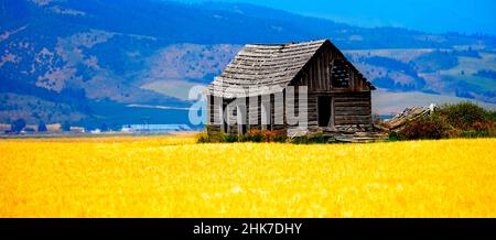 Capanna vecchia fattoria su terreno agricolo con campo di grano Foto Stock