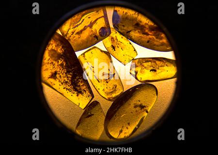 Amber con inclusioni, Amber Museum a Nida, Curonian Spit, Lituania, Nida, Lituania Foto Stock