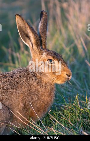 Ritratto di una Lepre marrone europea all'alba Foto Stock