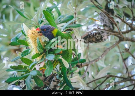 Lorikeet di cocco mangiare mentre si perching sull'albero Foto Stock