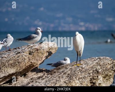 Henron sul lago di Garda Foto Stock