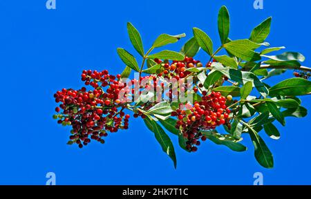 Frutti di peperone brasiliani (Schinus terebinthifolius) Foto Stock