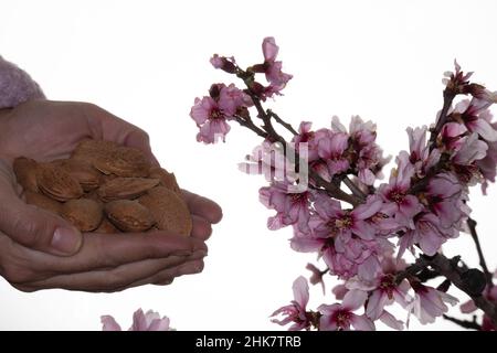 alcune mani tengono mandorle naturali e un ramo di un albero di mandorle su sfondo bianco Foto Stock