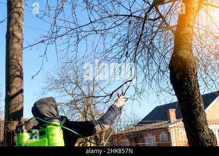 pesti fumigante, controllo della peste. Defocalizzare l'uomo contadino spruzzando albero con pesticida manuale spruzzatore contro gli insetti nel giardino di primavera. Agricoltura e garde Foto Stock