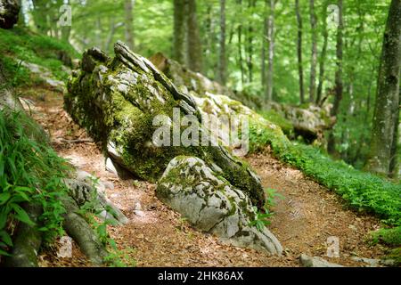 La foresta secolare del Casentino, una delle più grandi d'Europa, straordinariamente ricca di flora e fauna. Sentiero intorno al Santuario la Verna, chiusi d Foto Stock