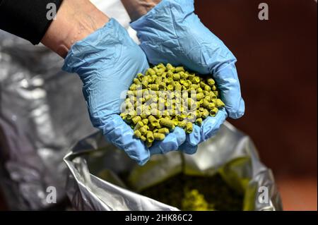 I pellet luppolo pressati nelle mani delle palme delle donne sono vestiti con guanti di gomma blu. Foto Stock