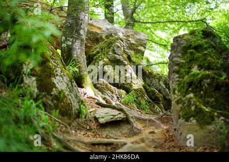 La foresta secolare del Casentino, una delle più grandi d'Europa, straordinariamente ricca di flora e fauna. Sentiero intorno al Santuario la Verna, chiusi d Foto Stock