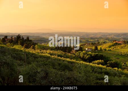 Infinite file di viti intorno alla città di San Gimignano. Vigneti, piantagioni di vitigni coltivati principalmente per la vinificazione in Toscana Foto Stock
